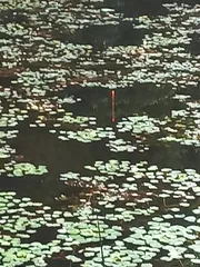 조금 덜 덥네요.ㅠ