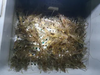 의성 토종터 소류지.