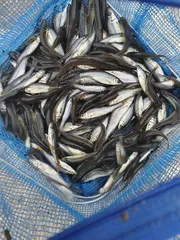 의성 토종터 소류지.