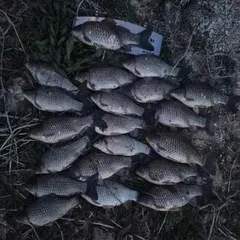 개인 기록경신했습니다