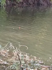 야속하게 시간만 흘러 가네요.