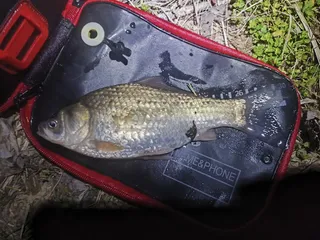 내 생에 최초 월척붕어