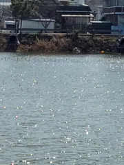 월척이요 경산 자인면 삼정지