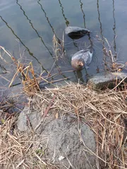 붕어는 안 잡히고 오리만 ????