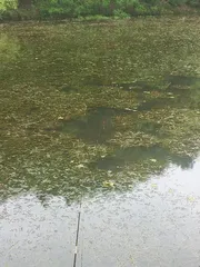 한 마리 안  나와 주네요.