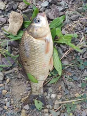 초보 낚시꾼 동네에서 짬낚 예쁜고기 한마리