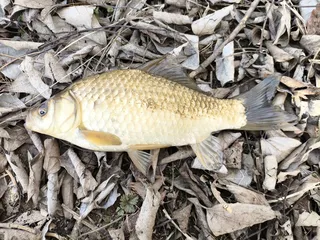 대략 30년 만에 붕어낚시!