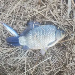 해남 일원 에서  4짜~~~?