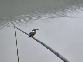 새한마리 추가요..