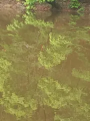 한 마리 나와 줄까요.?