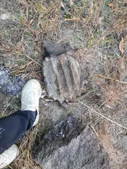 3박4일 장박중 2.2칸에 나온 초대형 대물입니다