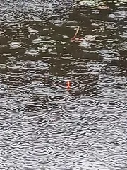 2차전 비가 와서 분위기가 좋습니다.