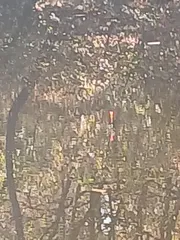 햇살이 좋아 좀 나오 겠지요.~