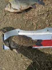 올해 마수걸이 월척