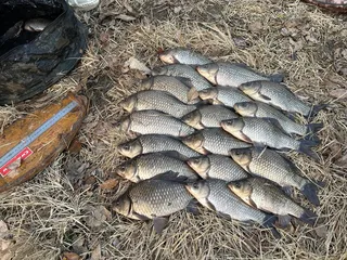 의성 토종터 소류지 때월척 행진