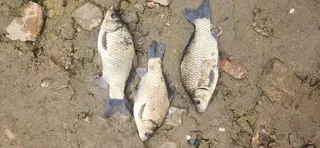 오랜만에 이쁜 붕어 만났네요