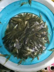 토종터 소류지.