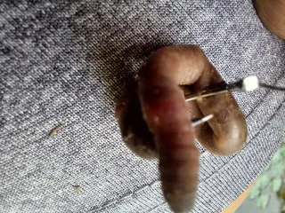 붕어 때깔이 좋으네요.