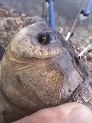 토종터 짬 낚시에 숫 놈 월척 잡고 철수 합니다.