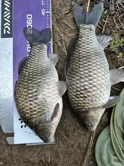 다음 주부터 본격적인 산란철 이네요 