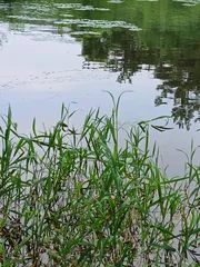 토종터 짬낚시에 낚은 32cm 토종 붕어.