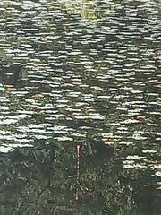 한 마리 볼수 있을까요.