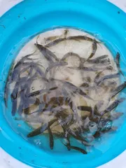 토종터 소류지.