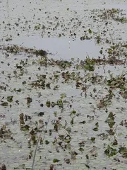 의성 토종터 소류지.