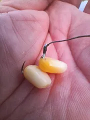 토종터 짬 낚시에 낚은 34cm.붕어.