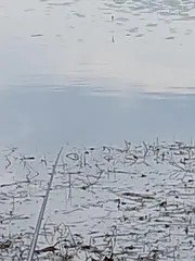 토종터 짬 낚시 38.5cm.