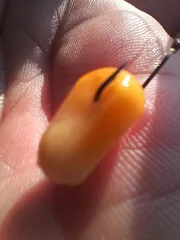 토종터 짬 낚시 36.5cm.