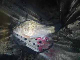 해빙후 의성 토종터 소류지 