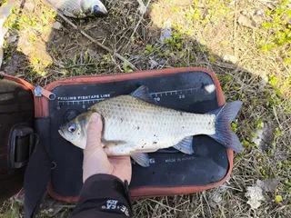 희나리인가요 떡인가요?