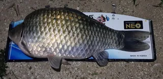 기록갱신 했어요