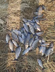 1월 17일 대박 조항