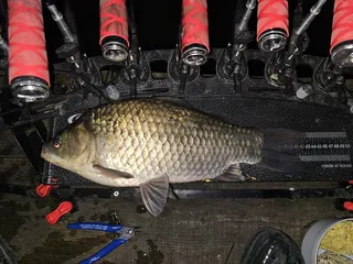 초평지 43센치입니다