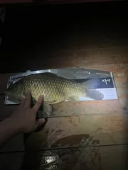 인생 첫 4짜붕어 잡았습니다