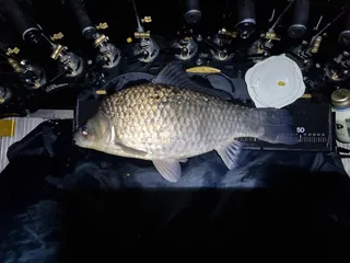 드디어 그님을 만났습니다