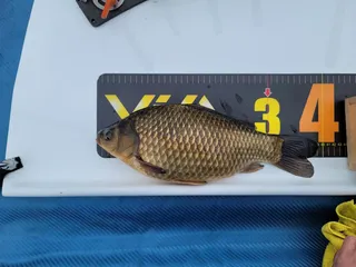 아쉬운 허리급붕어 393Cm