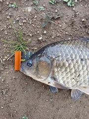 토종터 짬 낚시 385cm