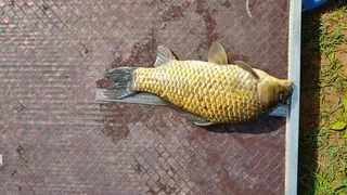 윗몸일으키기3번중1번성공