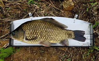 처음 잡아보는 사짜 붕어 기념