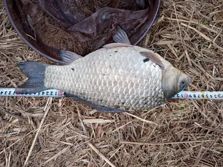 해빙기 조용하네요