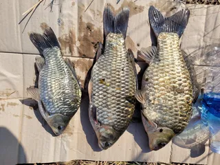 43에서 45로 기록갱신했습니다