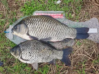 아산호47쎈치요