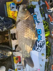 충남 부여 소류지