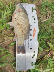 드디어 사짜 등극