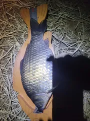 455토종 입니다   빵이