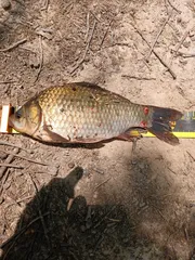 토종터 짬낚시에 낚은32cm