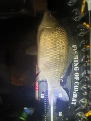 강원 춘천의 작은 저수지 4짜 허리 급